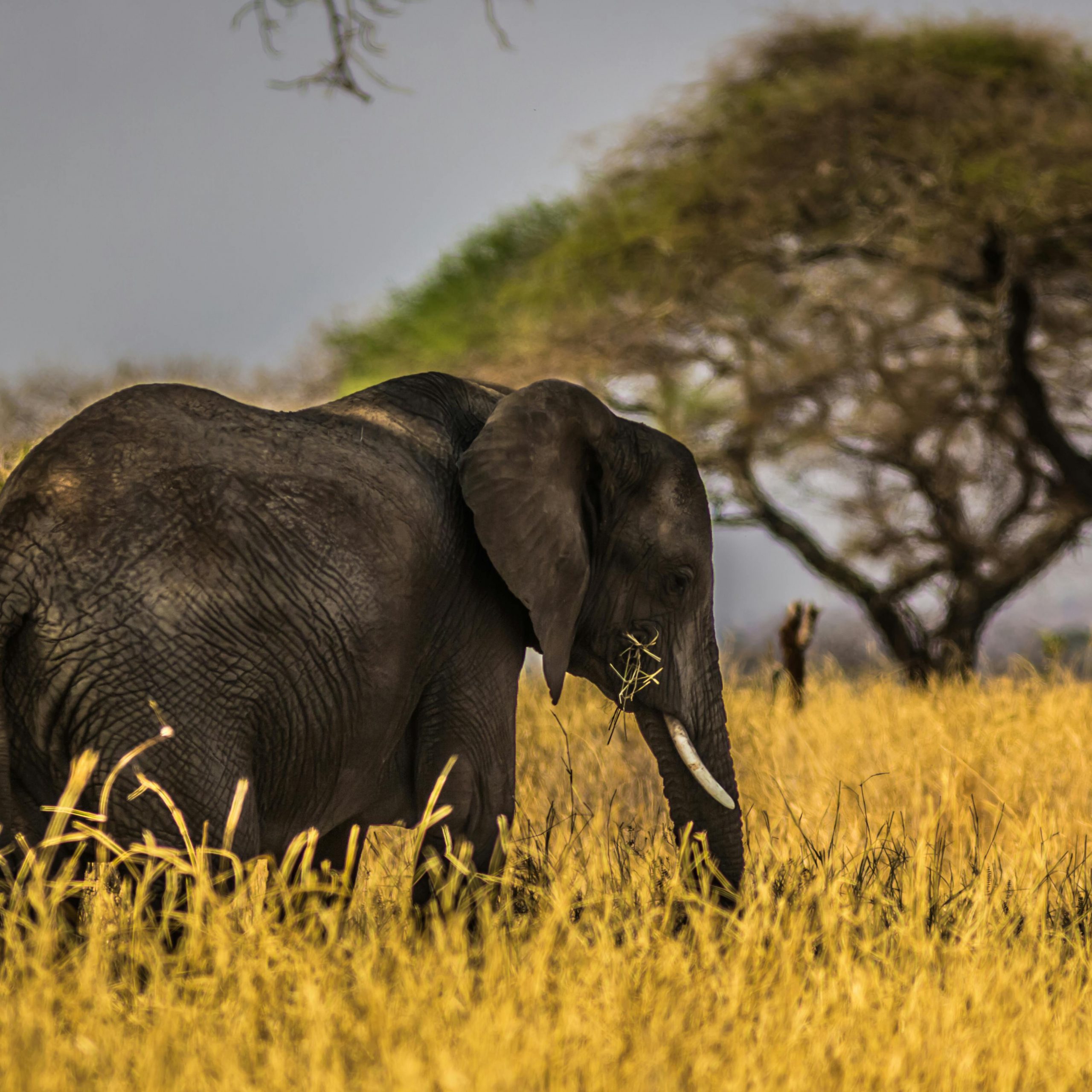 3.deň CESTA ZA SAFARI V NÁRODNOM PARKU MASAI MARA 