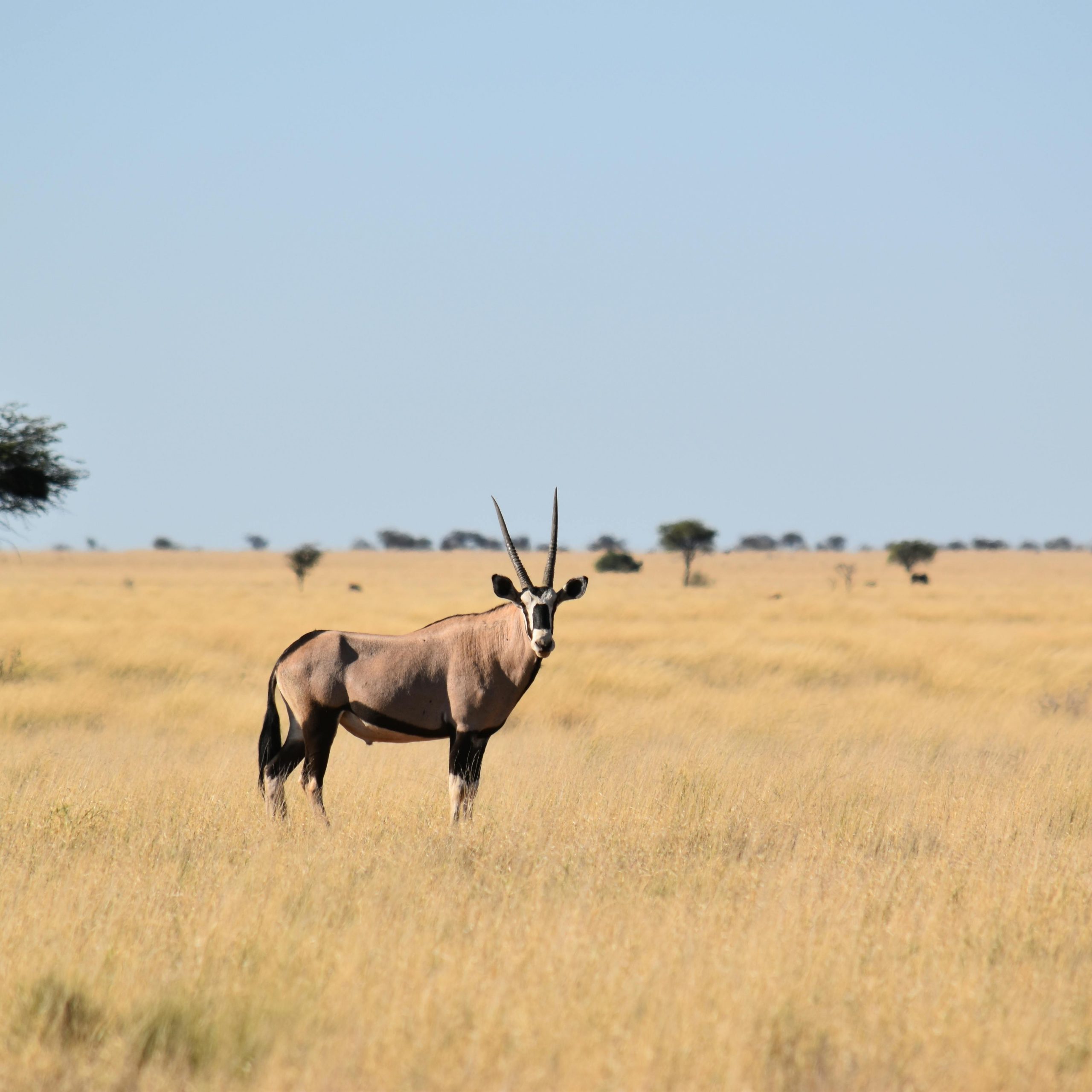 4.deň SAFARI V NÁRODNOM PARKU MASAI MARA 